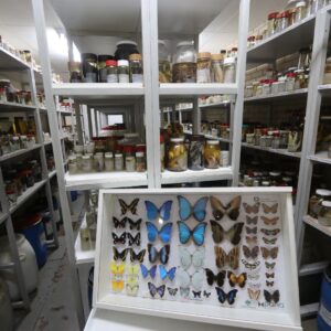 Coleções biológicas ganham novas perspectivas com Napi Taxonline