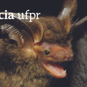 Ciência UFPR: Espécie rara de morcego é reencontrada após mais de um século sem registros