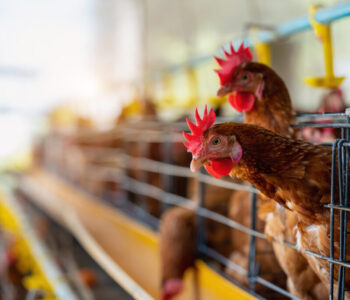 Hens in factory, Chicken in cages