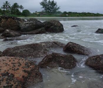 Projeto BioGeoMar convida o público a fotografar animais e plantas marinhos