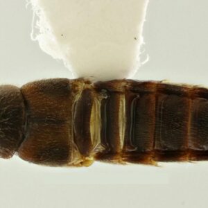 Veja o que a descoberta de novas espécies de besouro tem a ver com o avanço da ciência forense