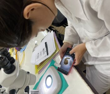 UNILA oferece curso gratuito sobre ciência cidadã e combate à dengue na Tríplice Fronteira
