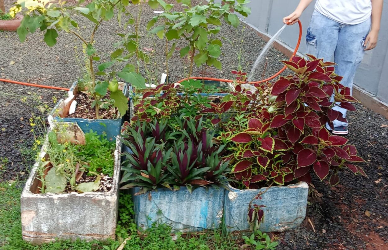 A imagem mostra a horta feita pelo próprio “Estudo de Plantas Medicinais” (EPM), do Colégio Estadual Pioneiros. São plantas medicinais, plantadas para auxiliar as atividades do projeto. No canto direito, há uma aluna segurando uma mangueira, regando a horta da escola.
