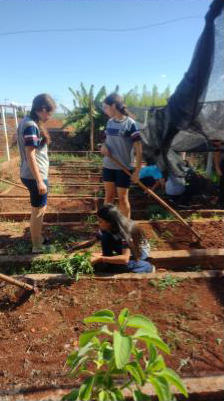 A galeria mostra fotos de estudantes em um canteiro de horta escolar, em um dia ensolarado. Os estudantes usam camisetas do uniforme escolar em tons de cinza com detalhes azul-marinho e vermelho, e alguns deles estão agachados, aparentemente lidando com plantas ou ervas daninhas. Ao fundo, outras pessoas também trabalham na horta, algumas sob uma estrutura de tela preta que fornece sombra parcial. O solo é avermelhado, típico de regiões agrícolas, e há vegetação ao fundo, incluindo bananeiras. O ambiente transmite uma atmosfera de colaboração e aprendizado prático ao ar livre.