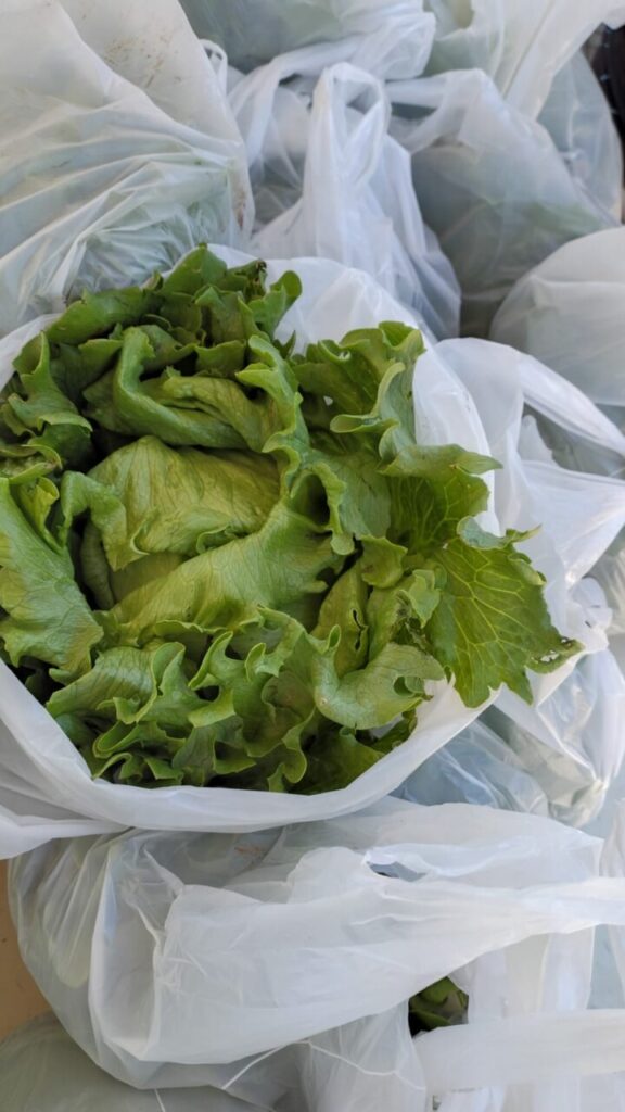 A galeria mostra fotos dos clubistas entregando as alfaces que eles cultivaram aos pais e alunos da escola. Há ambientes internos e externos e as alfaces estão envolvidas em sacolas plásticas para a praticidade no transporte. Alguns adultos são pais dos alunos e seguram pacotes contendo uniformes escolares.