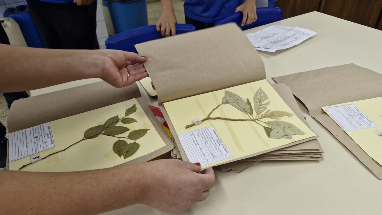 A imagem mostra mãos folheando um herbário, que é um conjunto de folhas secas e prensadas coladas em papel, usadas para estudo de plantas. Sobre uma mesa clara, há várias folhas e galhos secos de plantas colados em folhas de cartolina amarela, com etiquetas brancas contendo informações como o nome científico e local de coleta. Algumas crianças, de uniforme azul, aparecem ao fundo, observando.