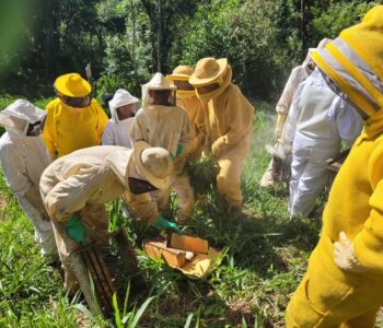 Momento de formação na prática dos alunos com apoio dos apicultores mais experientes (Foto/ApisClub)