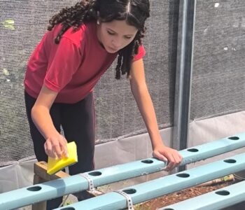 Clubista do Raízes D’Água na horta hidropônica do clube, a primeira tarefa do ano foi renovar o local dos trabalhos após as férias (Foto/Sueli Maia) 