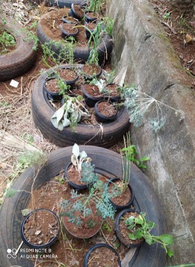 A galeria de fotos mostra registros das atividades do Clube de Ciências CCT (Conhecimento Científico Tradicional) — desde o seu primeiro encontro e a apresentação das plantas, passando pela horta escolar cultivada pelos alunos, até a apresentação do projeto do clube em uma feira de ciências
