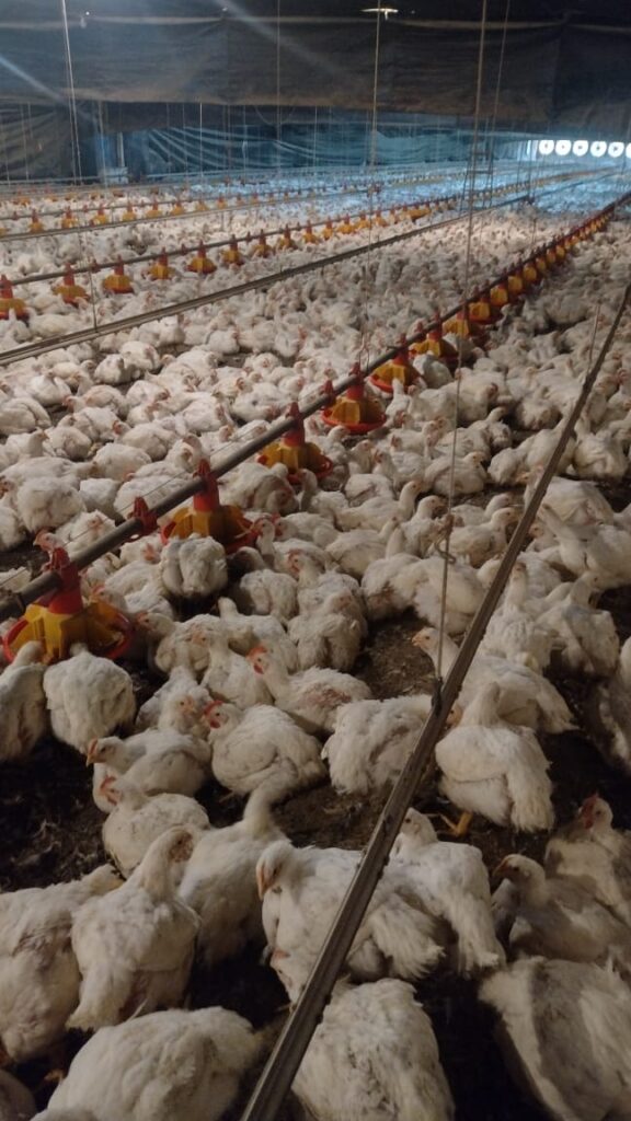 Fotografia em plano geral e com perspectiva profunda do interior de um grande galpão industrial de criação de aves (aviário). O chão está completamente coberto por uma densa camada de "cama de frango" (maravalha ou serragem escura misturada aos dejetos), sobre a qual caminham e descansam centenas de frangos de corte, todos com plumagem inteiramente branca. Ao longo de todo o galpão, estendendo-se da parte frontal até o fundo da imagem, há várias linhas paralelas suspensas por cabos metálicos. Dessas linhas, estão pendurados comedouros automáticos circulares de plástico, nas cores amarelo e vermelho, posicionados a uma altura acessível para as aves se alimentarem.