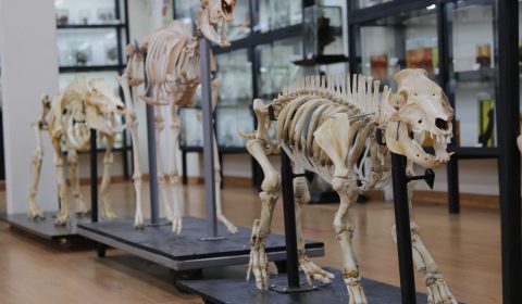 Museu de Anatomia da UEl