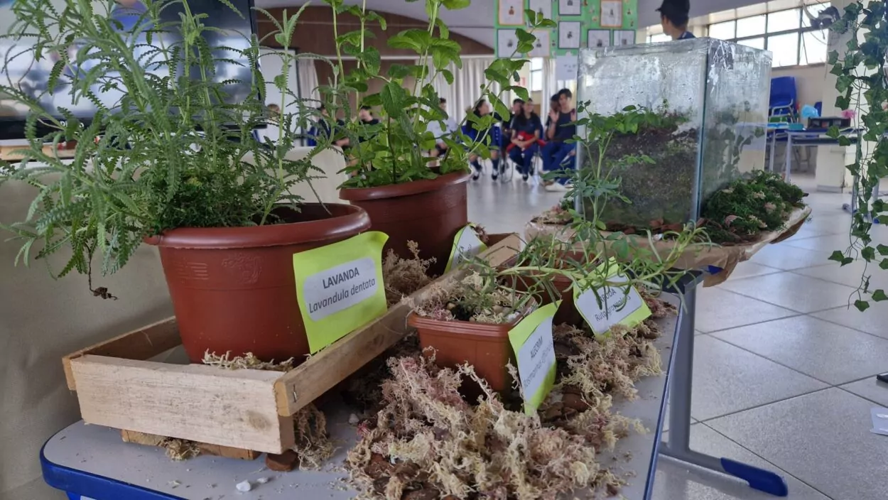 A imagem mostra uma mesa de exposição com diferentes tipos de plantas em vasos, como lavanda, alecrim e rúcula. Cada uma está identificada com etiquetas simples. Os vasos estão organizados em caixotes de madeira e rodeados por musgos secos. Ao lado das plantas, há um terrário de vidro. O fundo da imagem revela um grupo de estudantes sentados em cadeiras.
